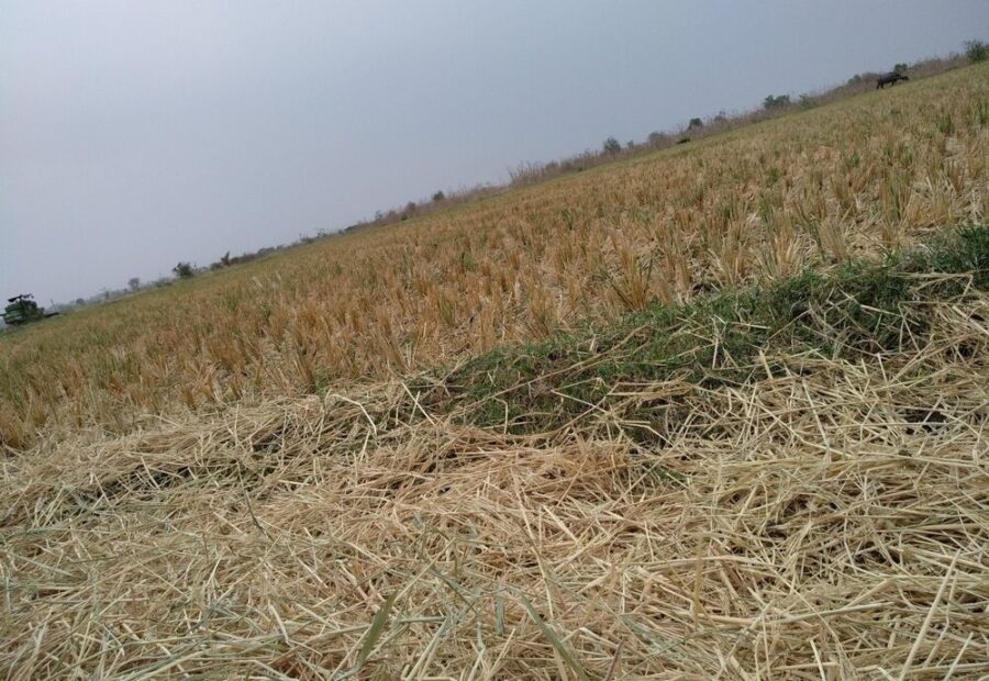Immagine di agricoltura colpita da eventi climatici