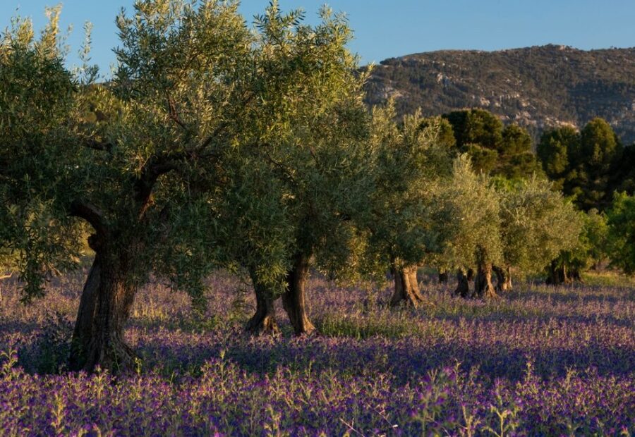 Giacenze di olio d'oliva in Italia