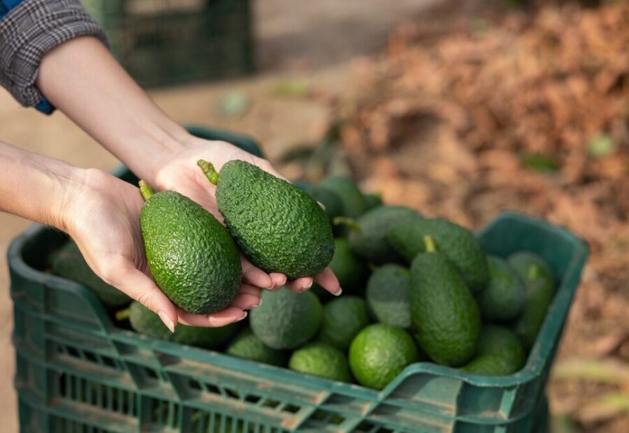 Piantagione di avocado in Sicilia