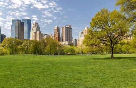 Alberi in città per contrastare il cambiamento climatico